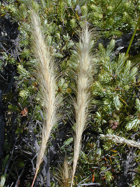 Dichelachne crinita