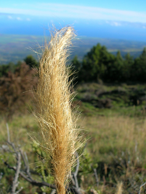 Dichelachne crinita