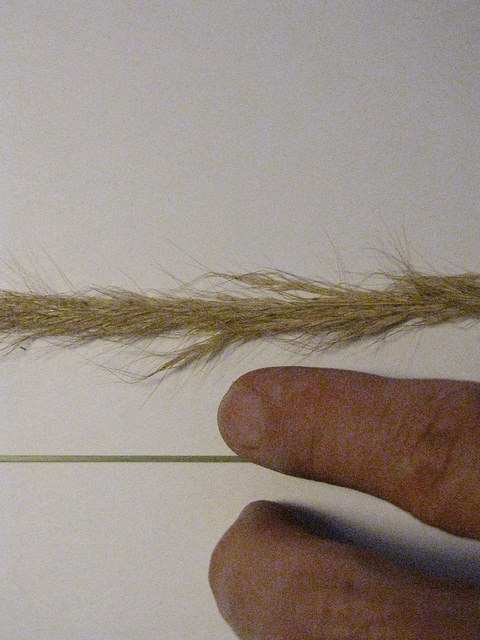 Dichelachne crinita