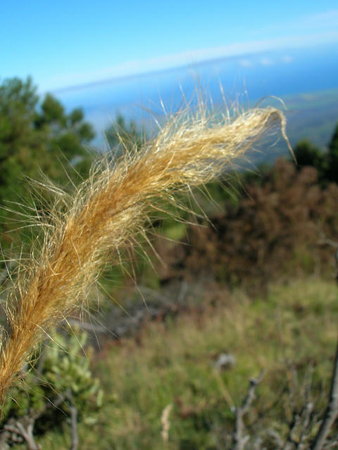 Dichelachne crinita
