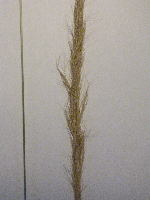 Dichelachne crinita