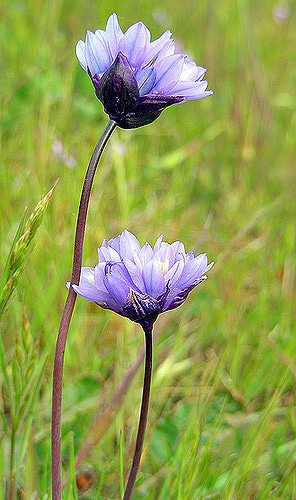 Dichelostemma capitatum