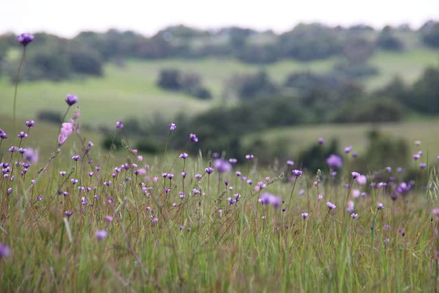 Dichelostemma capitatum