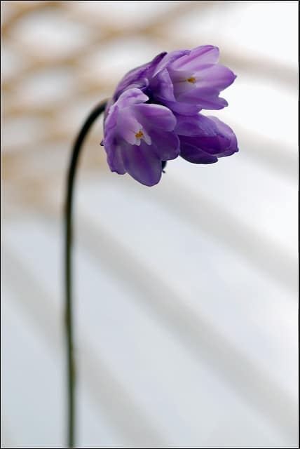 Dichelostemma capitatum