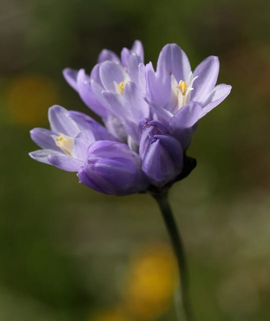 Dichelostemma capitatum