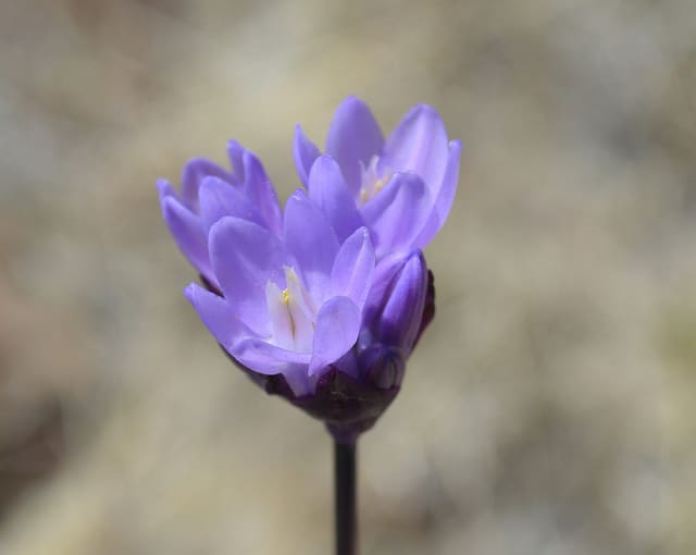 Dichelostemma capitatum (Dichelostemma capitatum)