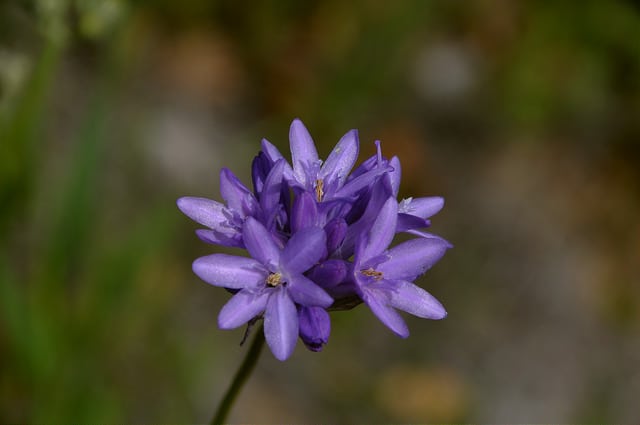 Dichelostemma congestum