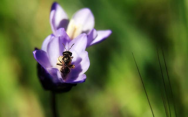 Dichelostemma congestum