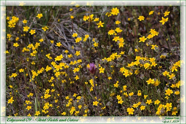 Dichelostemma congestum