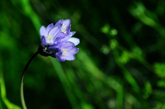 Dichelostemma congestum