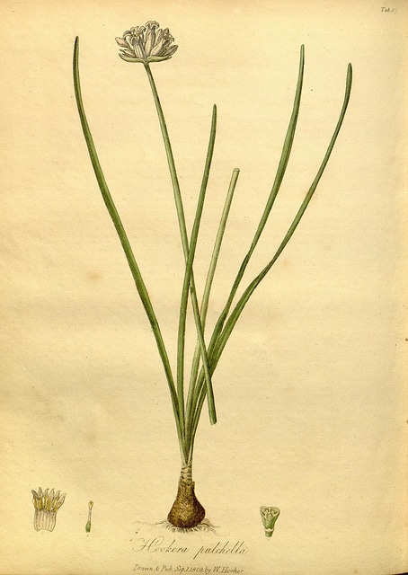 Dichelostemma congestum