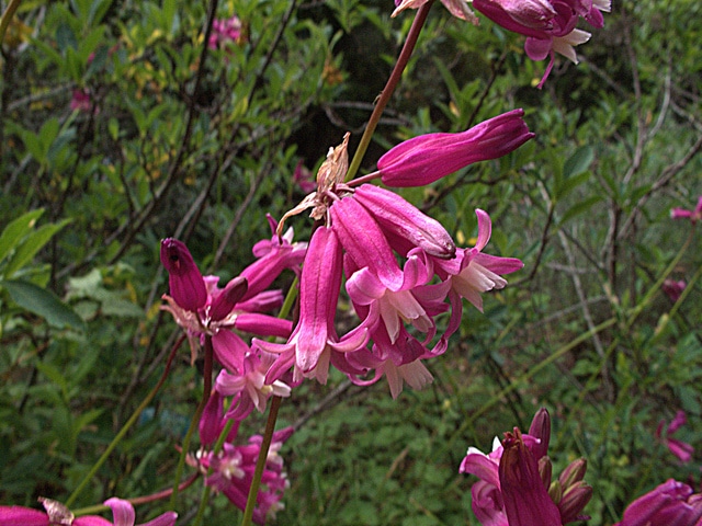 Dichelostemma congestum (Dichelostemma congestum)