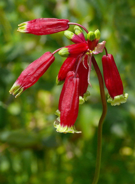 Dichelostemma ida-maia (Dichelostemma ida-maia)