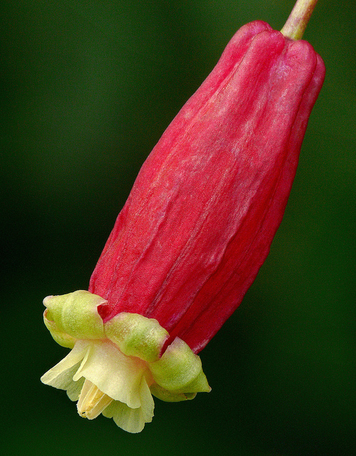 Dichelostemma ida-maia