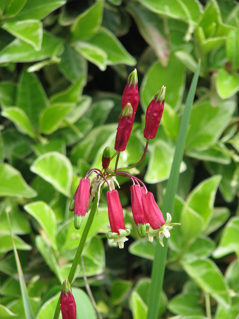 Dichelostemma ida-maia