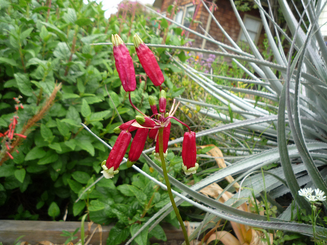 Dichelostemma ida-maia