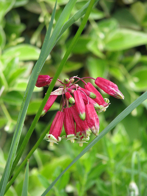 Dichelostemma ida-maia