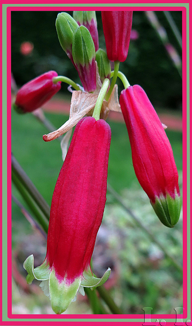 Dichelostemma ida-maia