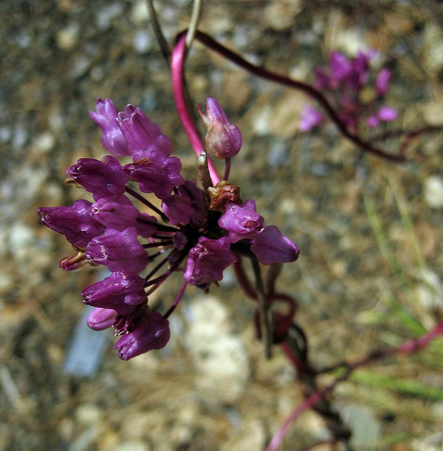 Dichelostemma volubile (Dichelostemma volubile)