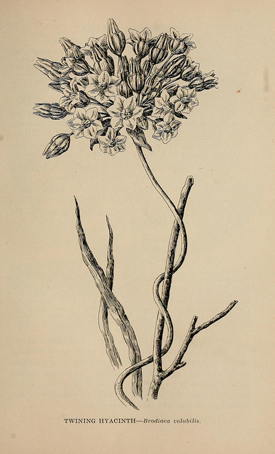 Dichelostemma volubile