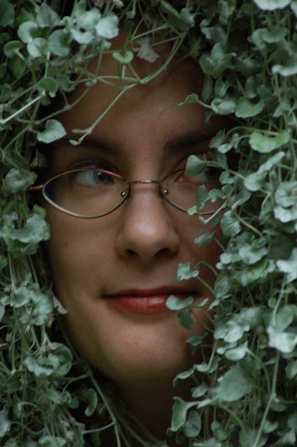 Dichondra argenté
