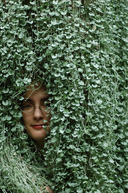 Dichondra argenté