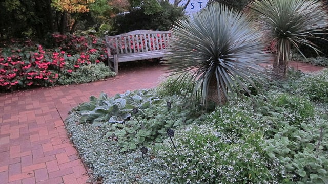 Dichondra argenté (Dichondra argentea)