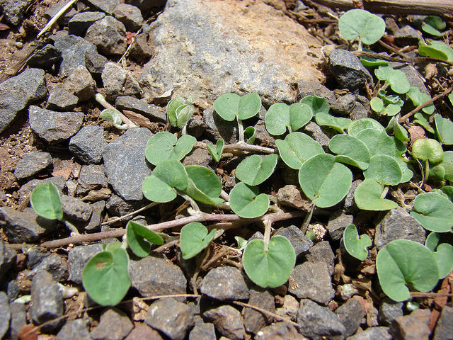 Dichondra rampant