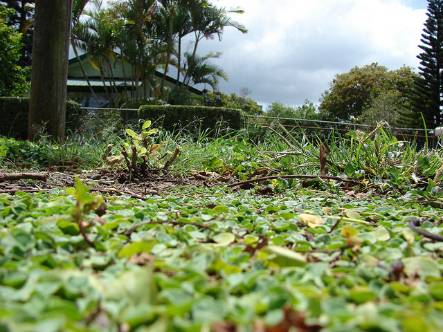Dichondra rampant