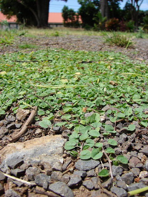Dichondra rampant