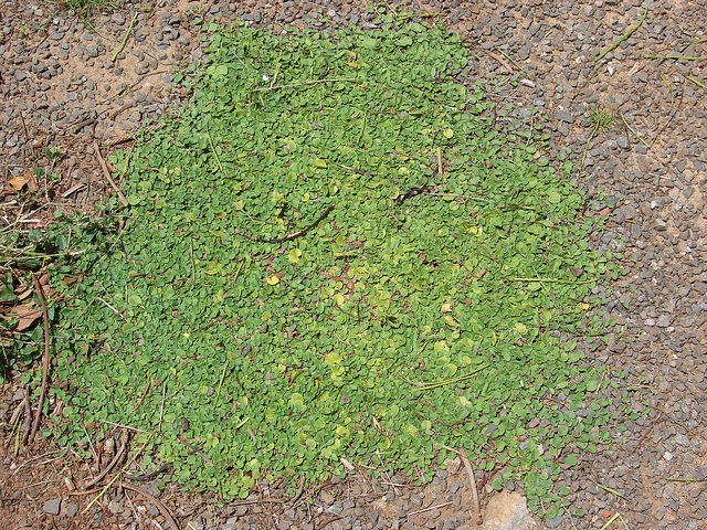 Dichondra rampant