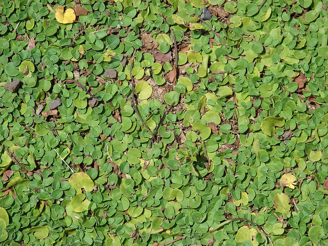 Dichondra rampant
