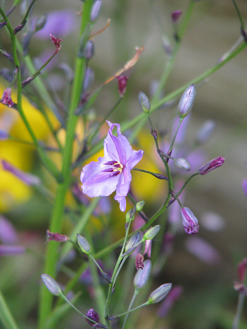 Dichopogon strictus (Dichopogon strictus)