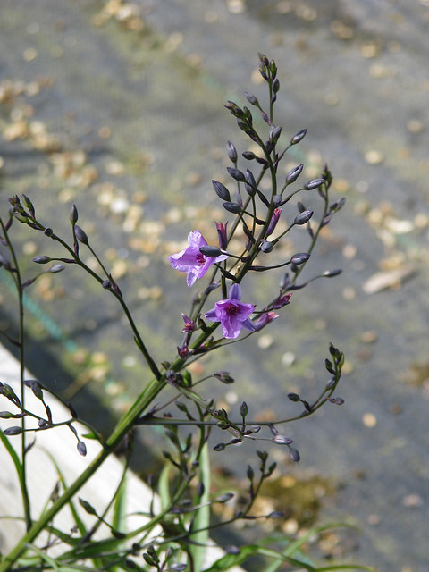 Dichopogon strictus