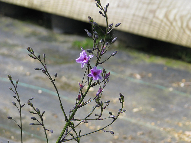 Dichopogon strictus
