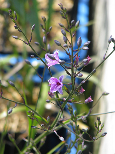 Dichopogon strictus