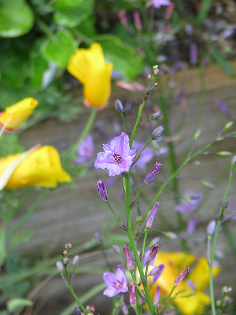 Dichopogon strictus