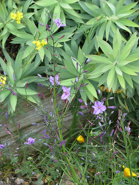 Dichopogon strictus