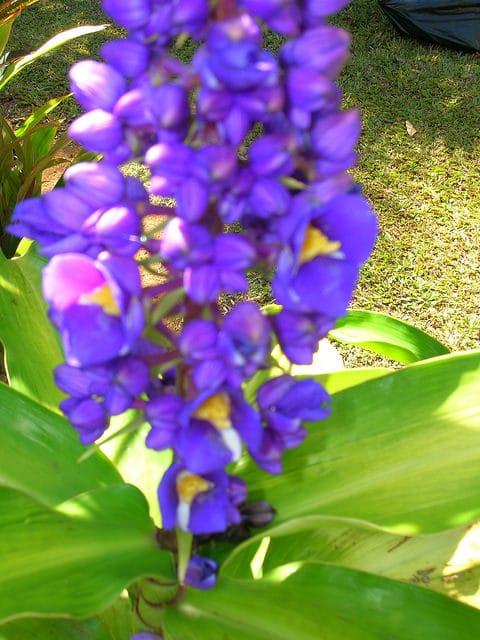 Dichorisandra thyrsiflora (Dichorisandra thyrsiflora)