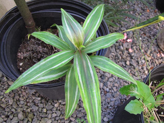 Dichorisandra thyrsiflora