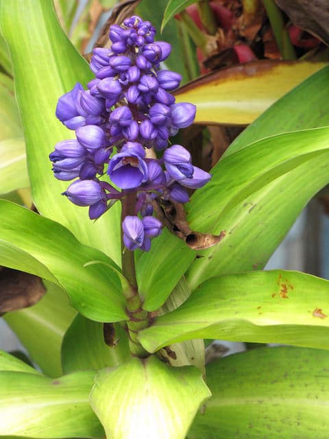 Dichorisandra thyrsiflora