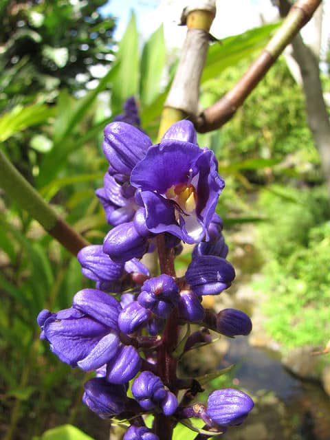 Dichorisandra thyrsiflora
