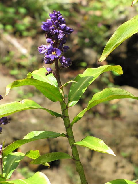 Dichorisandra thyrsiflora