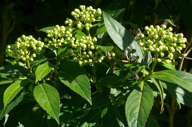 Dichroa febrifuga