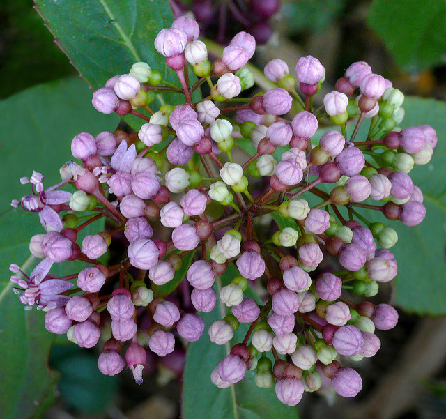 Dichroa febrifuga