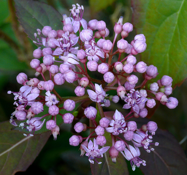 Dichroa febrifuga