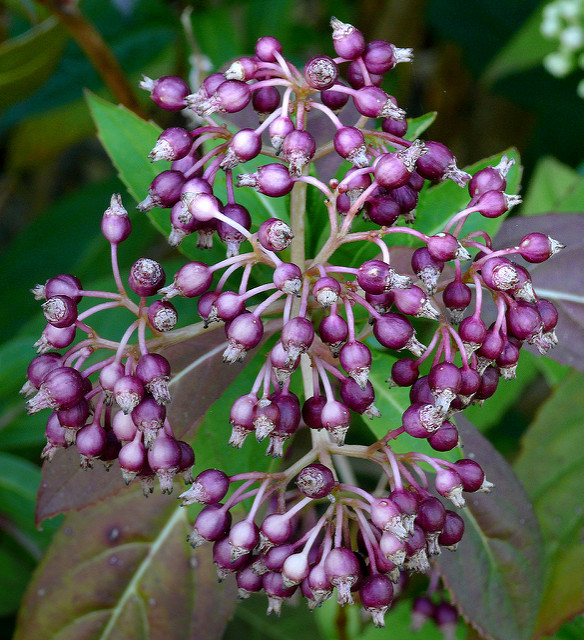 Dichroa febrifuga