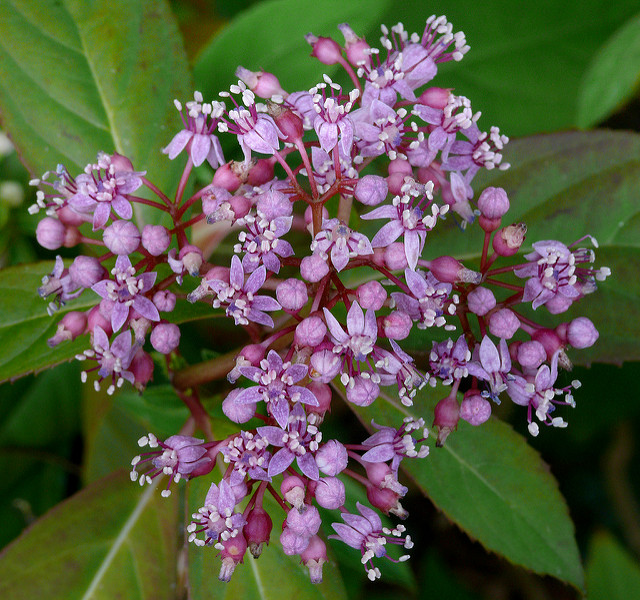 Dichroa febrifuga (Dichroa febrifuga)