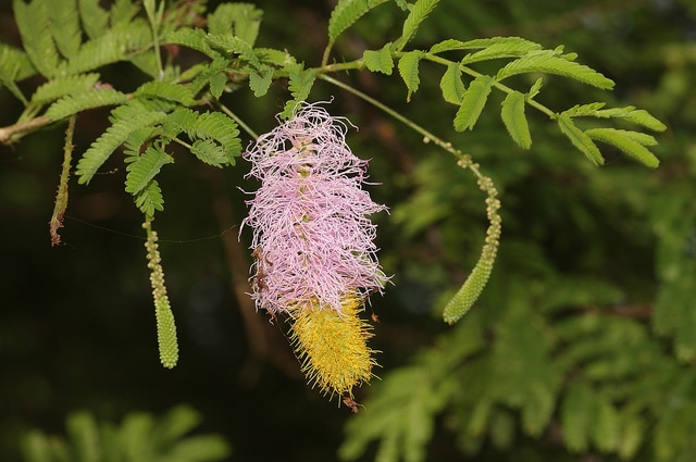 Acacia saint-domingue (Dichrostachys cinerea)