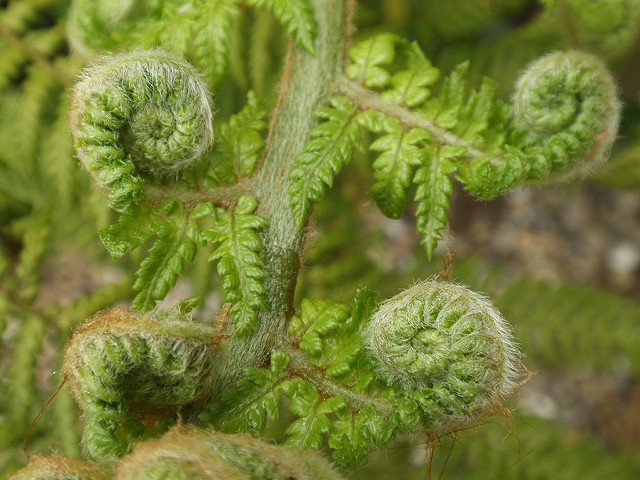 Fougère arborescente